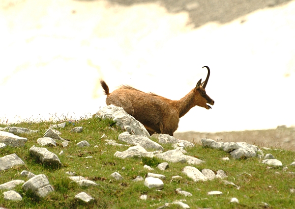 Camoscio d''Abruzzo Rupicapra pyrenaica ornata